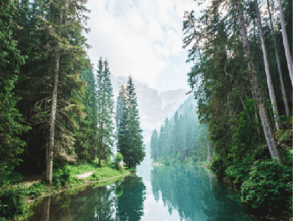 Green leaves in a forest, representing the eco-friendliness of online invitations.